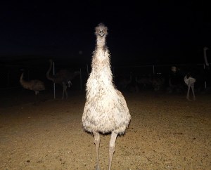 Emu investigation!